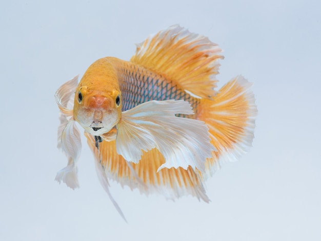 Halfmoon betta fish, siamese fighting fish, Capture moving of fish, abstract background of fish tail