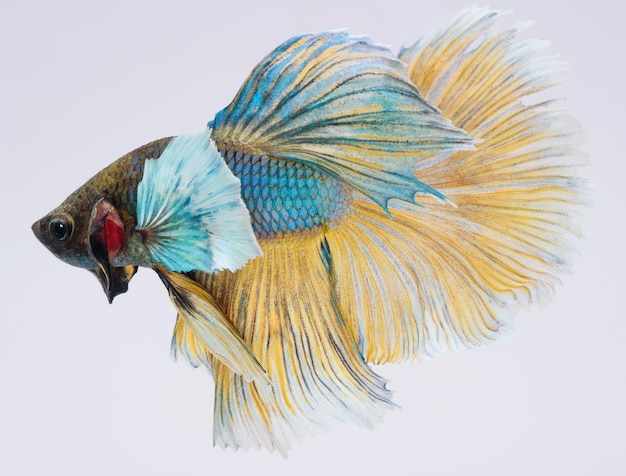 Halfmoon betta fish siamese fighting fish Capture moving of fish abstract background of fish tail