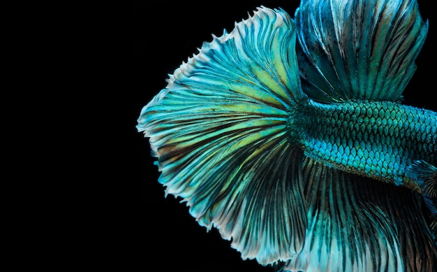 Halfmoon betta fish, siamese fighting fish, Capture moving of fish, abstract background of fish tail