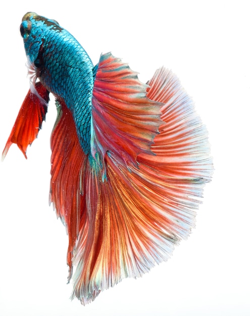 Halfmoon betta fish, siamese fighting fish, Capture moving of fish, Betta splendens