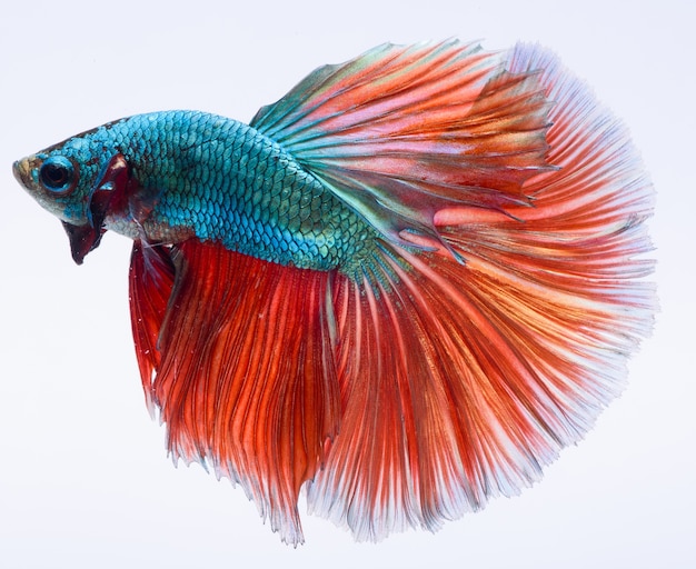 Halfmoon betta fish, siamese fighting fish, Capture moving of fish, Betta splendens