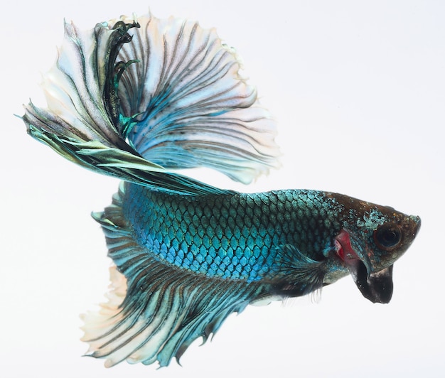 halfmoon betta fish, siamese fighting fish, capture moving of fish, betta splendens