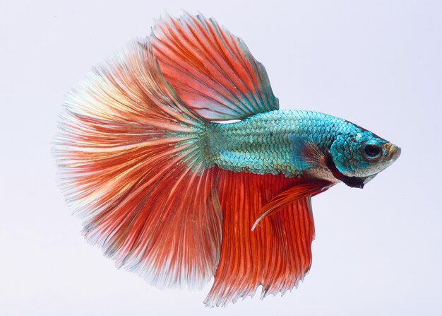 halfmoon betta fish, siamese fighting fish, capture moving of fish, betta splendens