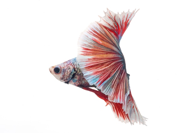 Halfmoon betta fish siamese fighting fish Capture moving of fish