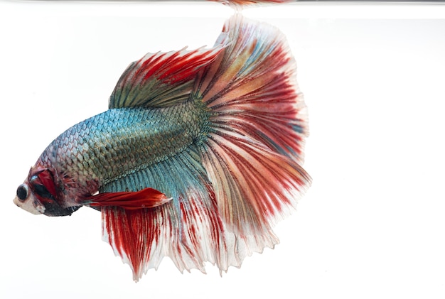 Halfmoon betta fish siamese fighting fish Capture moving of fish