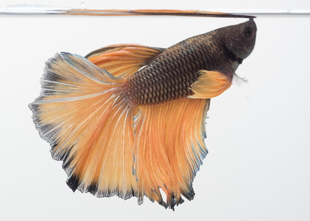 Halfmoon betta fish siamese fighting fish Capture moving of fish