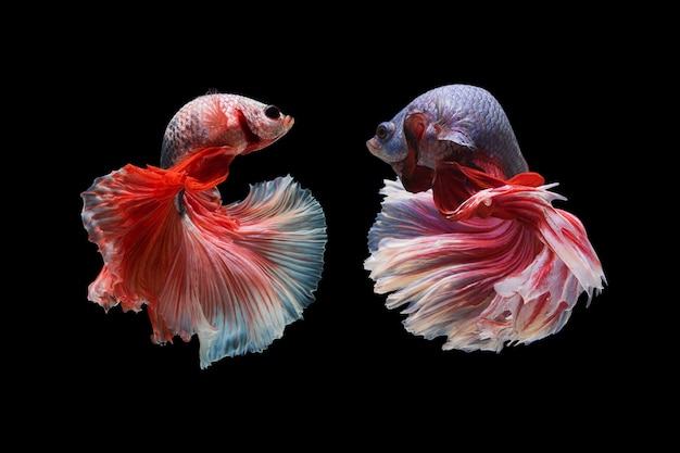 Halfmoon Betta Fish