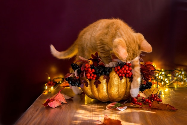 A Halloween cat sits in a bucket of pumpkin for candy. Slill life with pumpkin. High quality photo