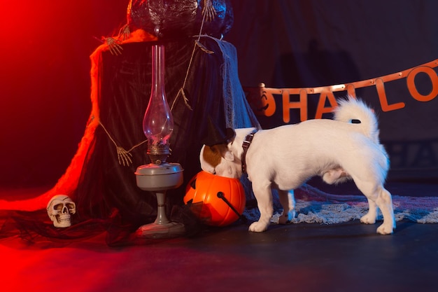 Halloween celebration concept Funny dog eating from halloween pumpkin