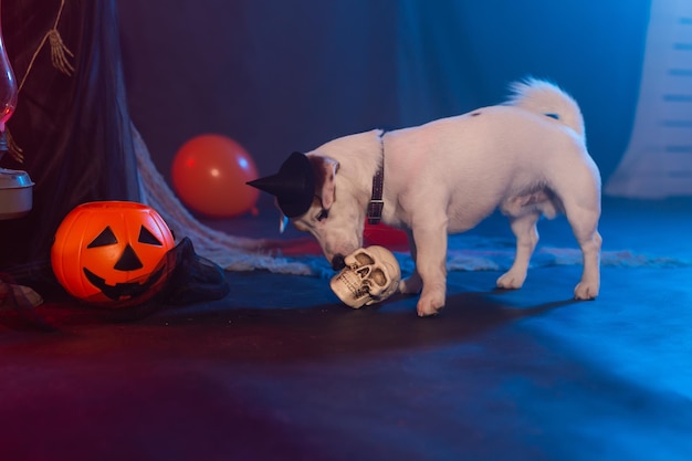 Halloween celebration concept Funny dog and halloween artificial skull