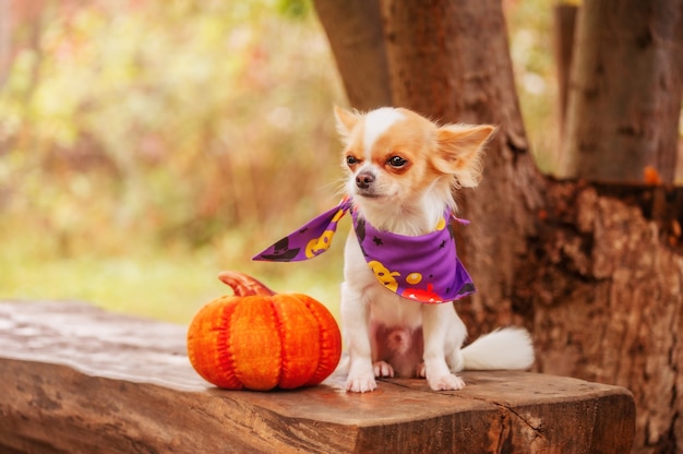 Halloween concept. White with red spots long-haired mini Chihuahua dog near with a pumpkin in nature