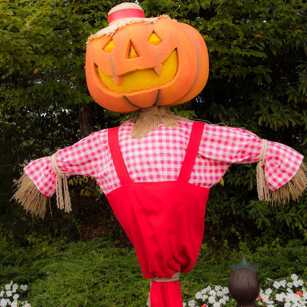 Photo halloween decoration on field