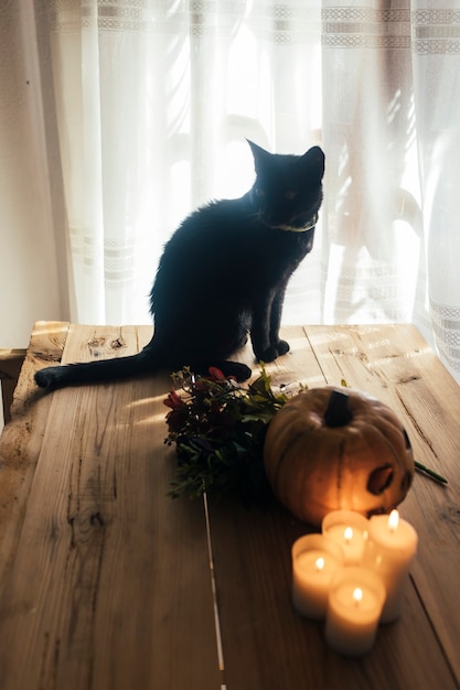 Halloween pumpkin black cat flowers and candles