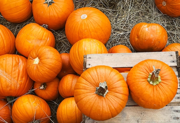 Halloween pumpkins and holiday decoration in autumn season rural field pumpkin harvest and seasonal agriculture outdoors in nature