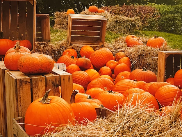 Halloween pumpkins and holiday decoration in autumn season rural field pumpkin harvest and seasonal agriculture outdoors in nature