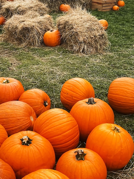 Halloween pumpkins and holiday decoration in autumn season rural field pumpkin harvest and seasonal agriculture outdoors in nature