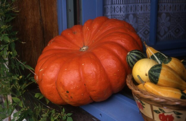 Halloween pumpkins in the market