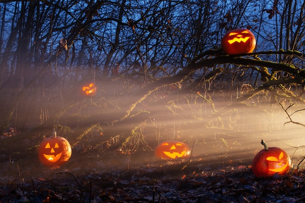 Halloween pumpkins in night forest