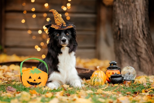 Halloween and Thanksgiving Holidays Dog with pumpkins in the forest Border Collie dog