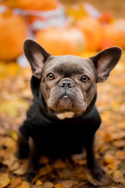 Halloween and Thanksgiving Holidays. Dog with pumpkins in the forest. Cute French Bulldog.  Dog cost