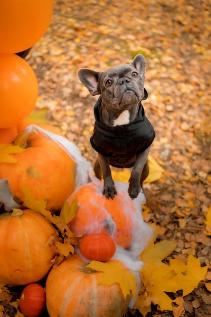 Halloween and Thanksgiving Holidays. Dog with pumpkins in the forest. Cute French Bulldog.  Dog cost