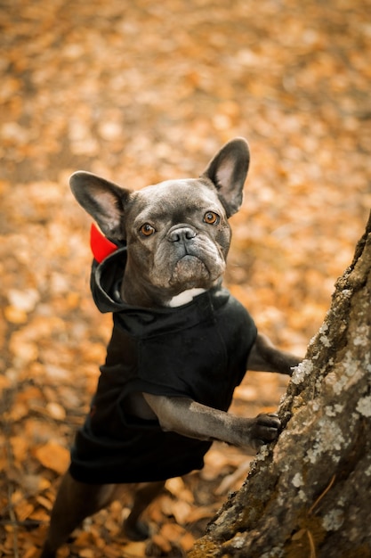 Halloween and Thanksgiving Holidays. Dog with pumpkins in the forest. Cute French Bulldog.  Dog cost