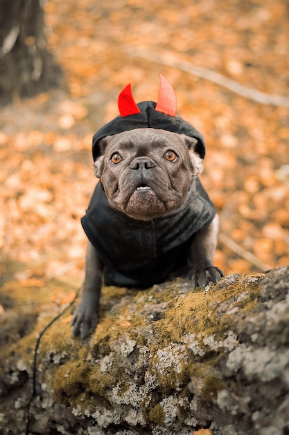 Halloween and Thanksgiving Holidays. Dog with pumpkins in the forest. Cute French Bulldog.  Dog cost