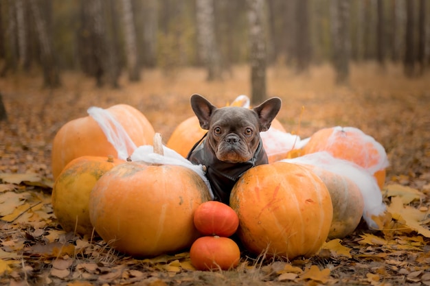 Halloween and Thanksgiving Holidays. Dog with pumpkins in the forest. Cute French Bulldog.  Dog cost