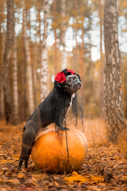 Halloween and Thanksgiving Holidays. Dog with pumpkins in the forest. Cute French Bulldog.  Dog cost