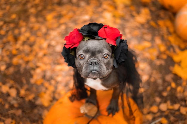 Halloween and Thanksgiving Holidays. Dog with pumpkins in the forest. Cute French Bulldog.  Dog cost