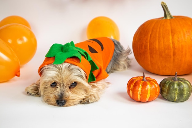 Halloween. Yorkshire terrier dog in an orange suit, near pumpkins, balloons.postcard, poster, layout