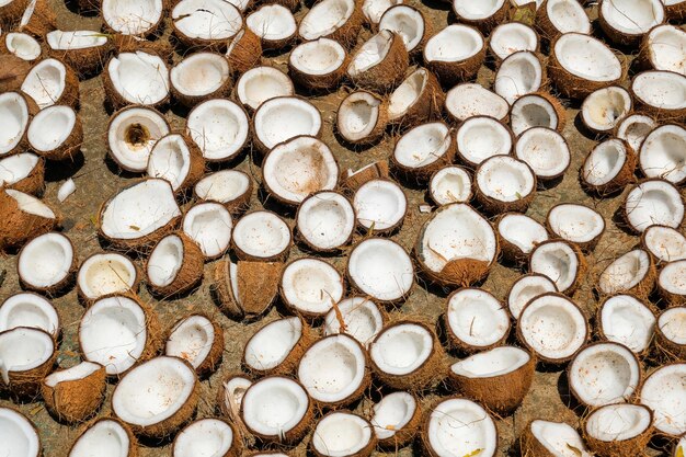 Photo halves of broken coconuts drying in the sun