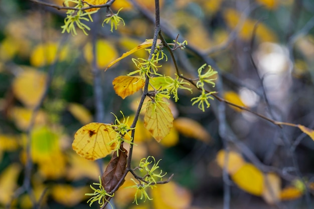 Hamamelis virginiana Hazel Witch shrub small yellow flowers on a branch with autumn yellow leaves selective focus