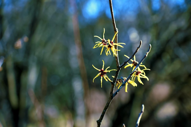 Hamamelis virginiana with yellow flowers that bloom in early spring