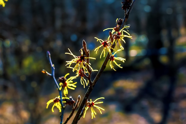 Hamamelis virginiana with yellow flowers that bloom in early spring