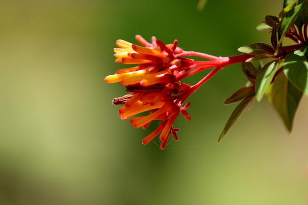 Hamelia patens flowers with copyspace