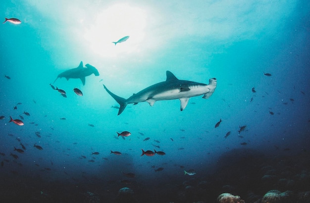 Hammerhead shark Sphyrnidae swimming in tropical underwaters