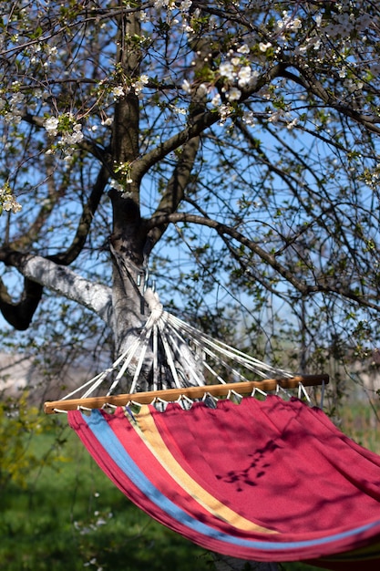 Hammock under a flowering tree. Blooming cherry in the garden. Relax. Summer and spring vacation.