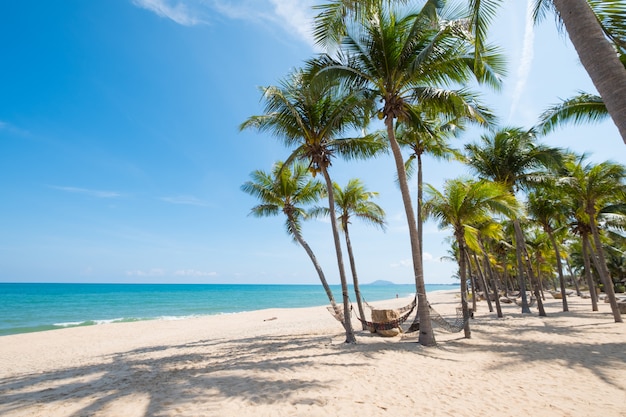 hammock hang on palm tree