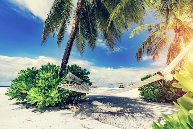 Hammock and palms on the beach