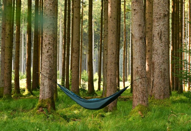 Photo hammock vacation in a german forest with light sunbeams between the trees