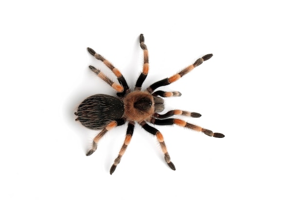 Hamorii tarantula isolated on white background Hamorii tarantula closeup on white background