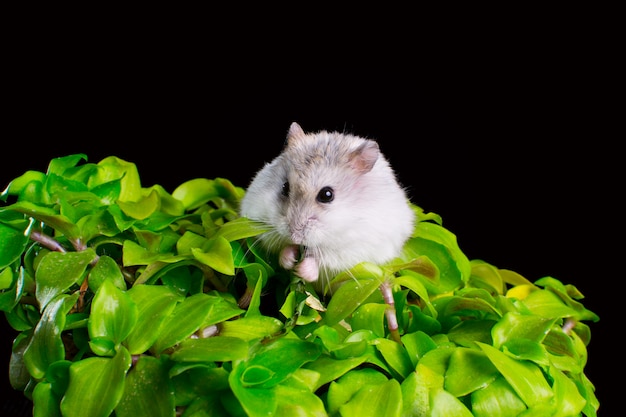 Hamster on a green flower in a pot on a black background