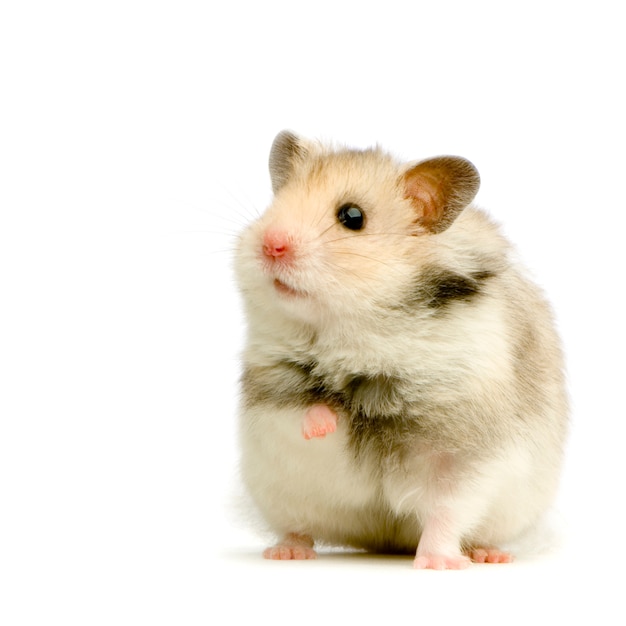 Hamster isolated