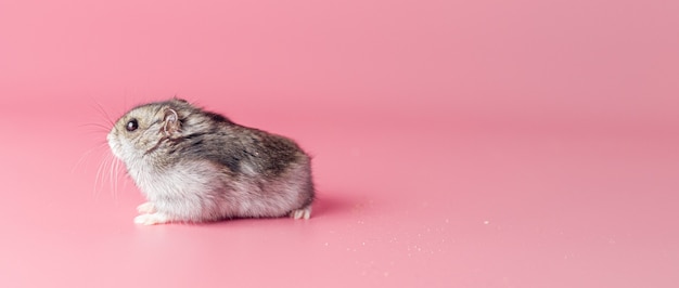 Hamster on a pink background with copy space