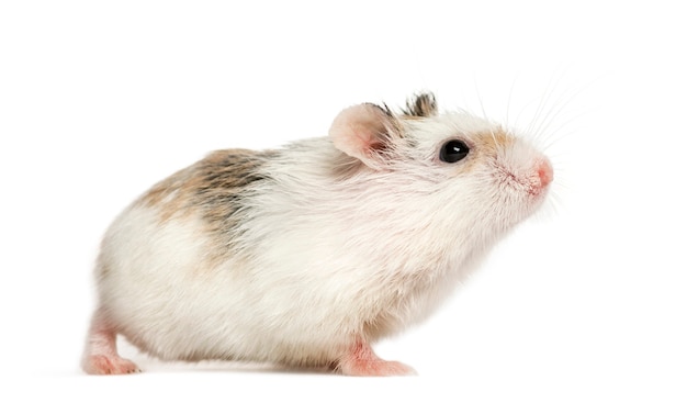 Hamster