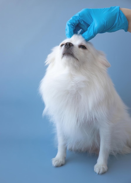 A hand in a blue medical glove scratches the head of a small white dog Pomeranian