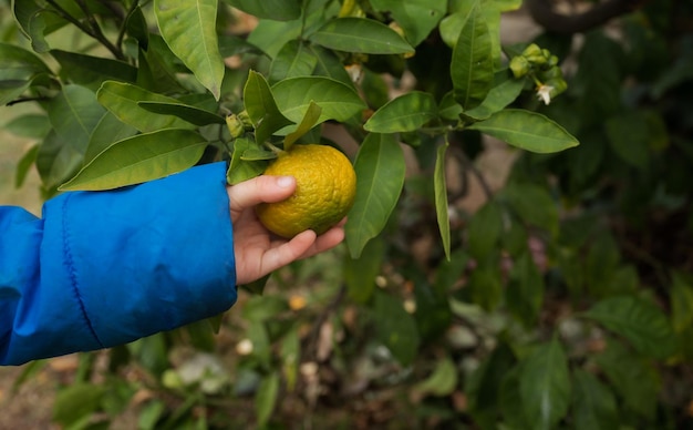 Hand of a child holding a ripening mandarin growing on a tree