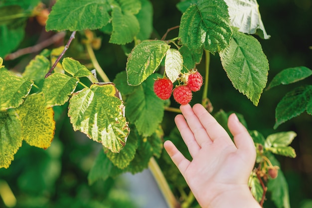 Hand of child touching a raspberry