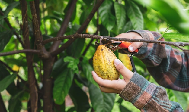 hand of cocoa farmer use pruning shears to cut the cocoa pods ripe yellow cacao from the cacao tree